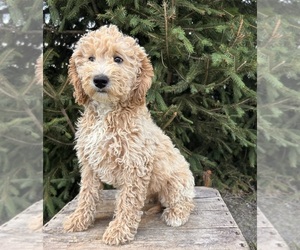 Goldendoodle (Miniature) Puppy for sale in MIDDLEBURY, IN, USA