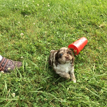 Medium Photo #1 Cocker Spaniel Puppy For Sale in PATRICK SPRINGS, VA, USA