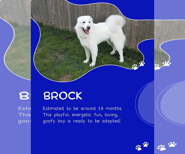 Medium Photo #13 Great Pyrenees Puppy For Sale in Houston, TX, USA