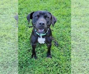 American Pit Bull Terrier-Labrador Retriever Mix Dogs for adoption in Millersville, MD, USA