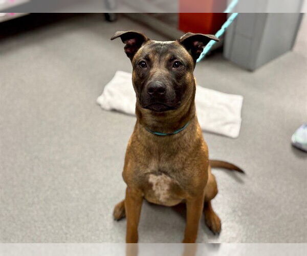 Medium Photo #2 Mutt Puppy For Sale in Rancho Cucamonga, CA, USA