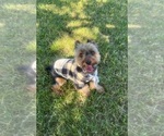 Small #4 Yorkshire Terrier