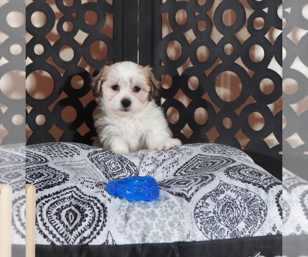 Medium Photo #2 Zuchon Puppy For Sale in MOUNT VERNON, OH, USA