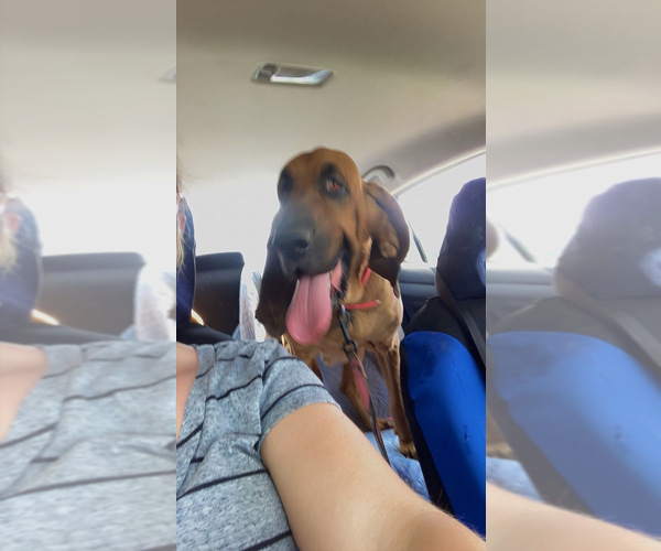 Medium Photo #7 Bloodhound Puppy For Sale in MITCHELL, IN, USA