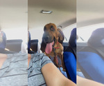 Small #6 Bloodhound