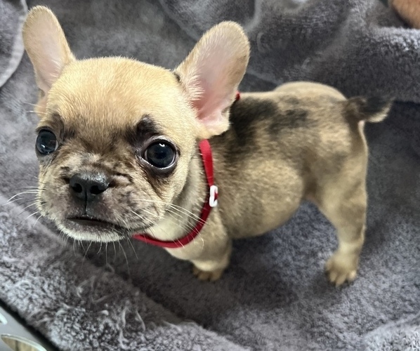 Medium Photo #8 French Bulldog Puppy For Sale in ELK GROVE, CA, USA
