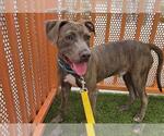 Small #1 American Pit Bull Terrier Mix