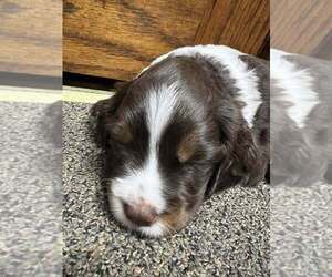 Medium English Springer Spaniel