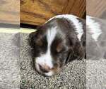 Puppy 1 English Springer Spaniel