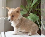 Small Photo #4 Pembroke Welsh Corgi Puppy For Sale in SENECA FALLS, NY, USA