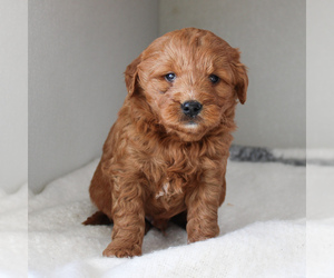 Goldendoodle-Poodle (Miniature) Mix Puppy for sale in CHRISTIANA, PA, USA