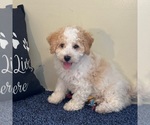 Small #2 Bichon Frise-Cavachon Mix