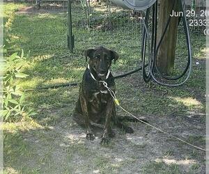 Labrador Retriever-Unknown Mix Dogs for adoption in Ocala, FL, USA