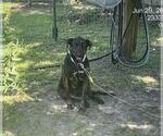 Small Labrador Retriever Mix