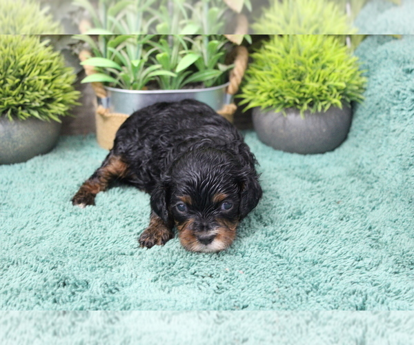 Medium Photo #1 Cavapoo (Miniature) Puppy For Sale in CARLISLE, KY, USA