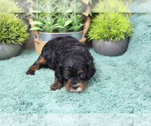 Cavapoo (Miniature) Puppy for sale in CARLISLE, KY, USA