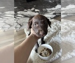 Puppy Puppy 4 Labrador Retriever