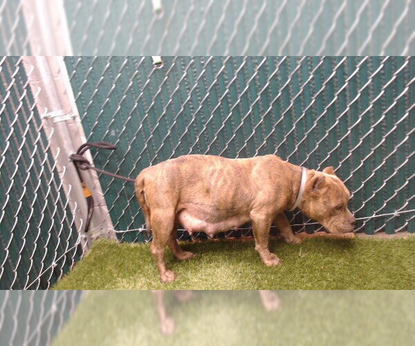 Medium Photo #1 Mutt Puppy For Sale in Downey, CA, USA
