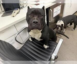 Bulldog-Unknown Mix Dogs for adoption in Berkeley , CA, USA