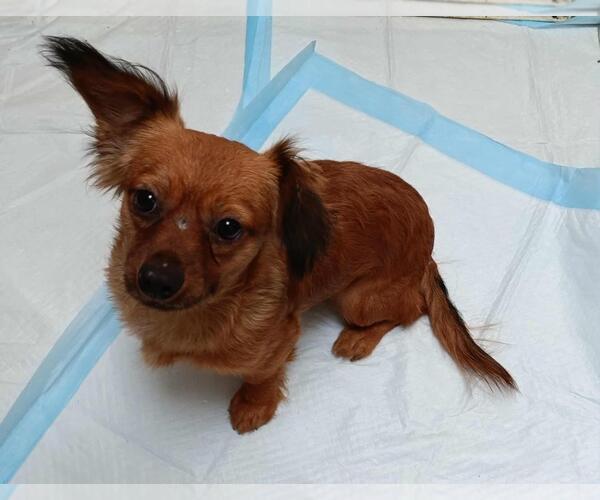 Medium Photo #2 Chiweenie Puppy For Sale in San Diego, CA, USA