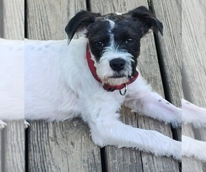 Jack Russell Terrier-Unknown Mix Dogs for adoption in Boston, MA, USA