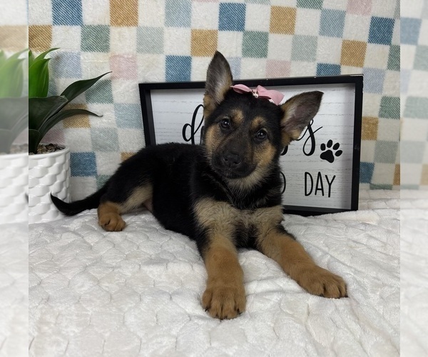 Medium Photo #5 German Shepherd Dog Puppy For Sale in FRANKLIN, IN, USA
