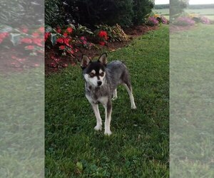 Mother of the Alaskan Klee Kai puppies born on 01/26/2025
