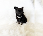 Small #9 Chihuahua