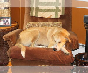 Labrador Retriever-Unknown Mix Dogs for adoption in Doylestown, PA, USA