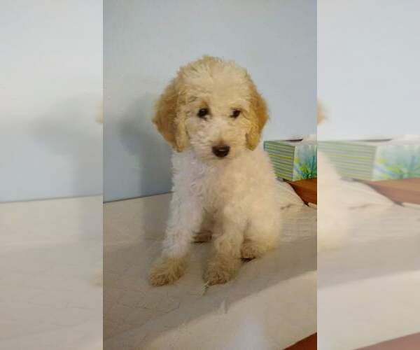 Medium Photo #1 Goldendoodle Puppy For Sale in LAFAYETTE, IN, USA
