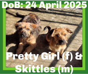 Mutt Dogs for adoption in Sebec, ME, USA
