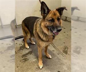 German Shepherd Dog Dogs for adoption in Camarillo, CA, USA