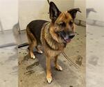 Small German Shepherd Dog