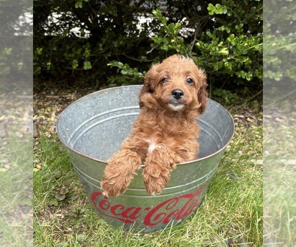 Medium Photo #4 Goldendoodle (Miniature) Puppy For Sale in MIDDLEBURY, IN, USA