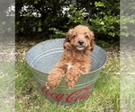 Small #3 Goldendoodle (Miniature)