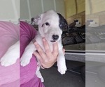 Puppy Patch Border Collie