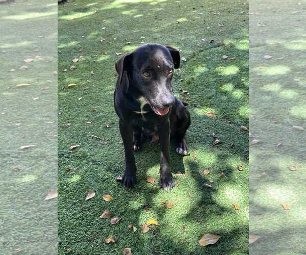 Medium Photo #8 Labrador Retriever-Unknown Mix Puppy For Sale in Pompano Beach , FL, USA