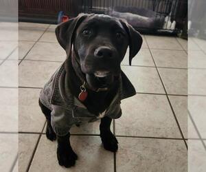 American Staffordshire Terrier Dogs for adoption in San Antonio, TX, USA