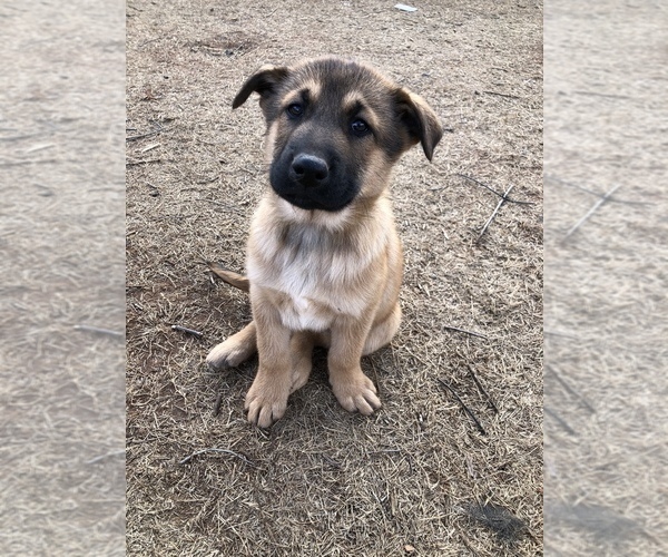 Medium Photo #1 German Shepherd Dog-Siberian Husky Mix Puppy For Sale in ELK CITY, OK, USA
