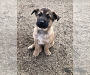 German Shepherd Dog-Siberian Husky Mix Puppy for sale in ELK CITY, OK, USA