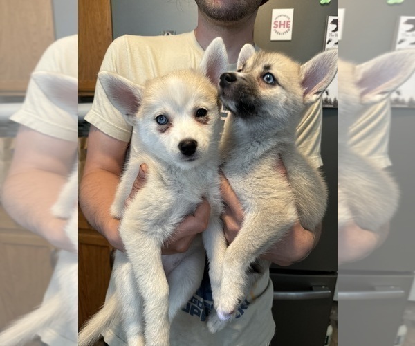 Medium Photo #214 Pomsky Puppy For Sale in LOVELAND, CO, USA