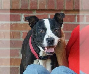 Lady P - Female Labrador Retriever-Unknown Mix Dog for Adoption - Photo #11