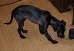 Small Italian Greyhound-Poodle (Miniature) Mix