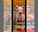 Small #3 Chihuahua Mix
