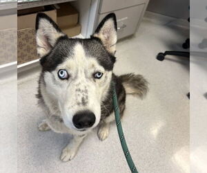 - Mix Dogs for adoption in Rohnert Park, CA, USA
