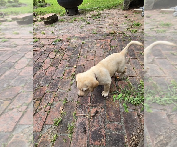 Medium Photo #27 Labrador Retriever Puppy For Sale in ELIZABETH CITY, NC, USA