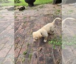 Small #3 Labrador Retriever