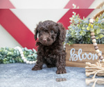 Small #2 Miniature Labradoodle