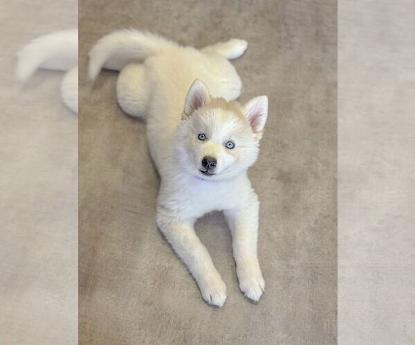 Medium Photo #13 Huskies -Unknown Mix Puppy For Sale in PIPE CREEK, TX, USA