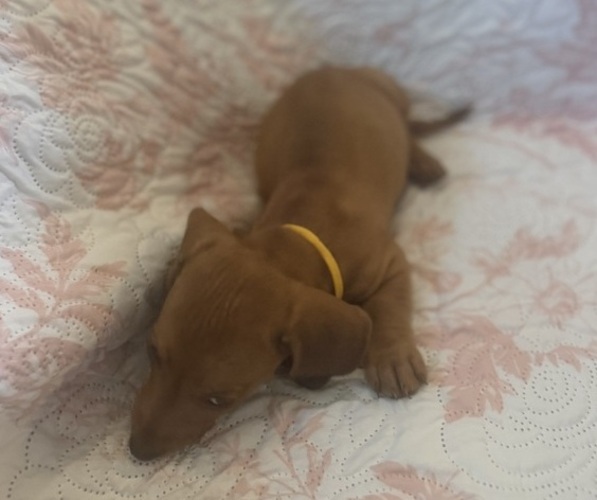 Medium Photo #2 Dachshund Puppy For Sale in WILEY, CO, USA